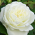 Bijela  - Floribunda ruže - Weisse Gruss an Aachen